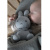 miffy-soft-toy-20-cm-almond-green-knit (1)